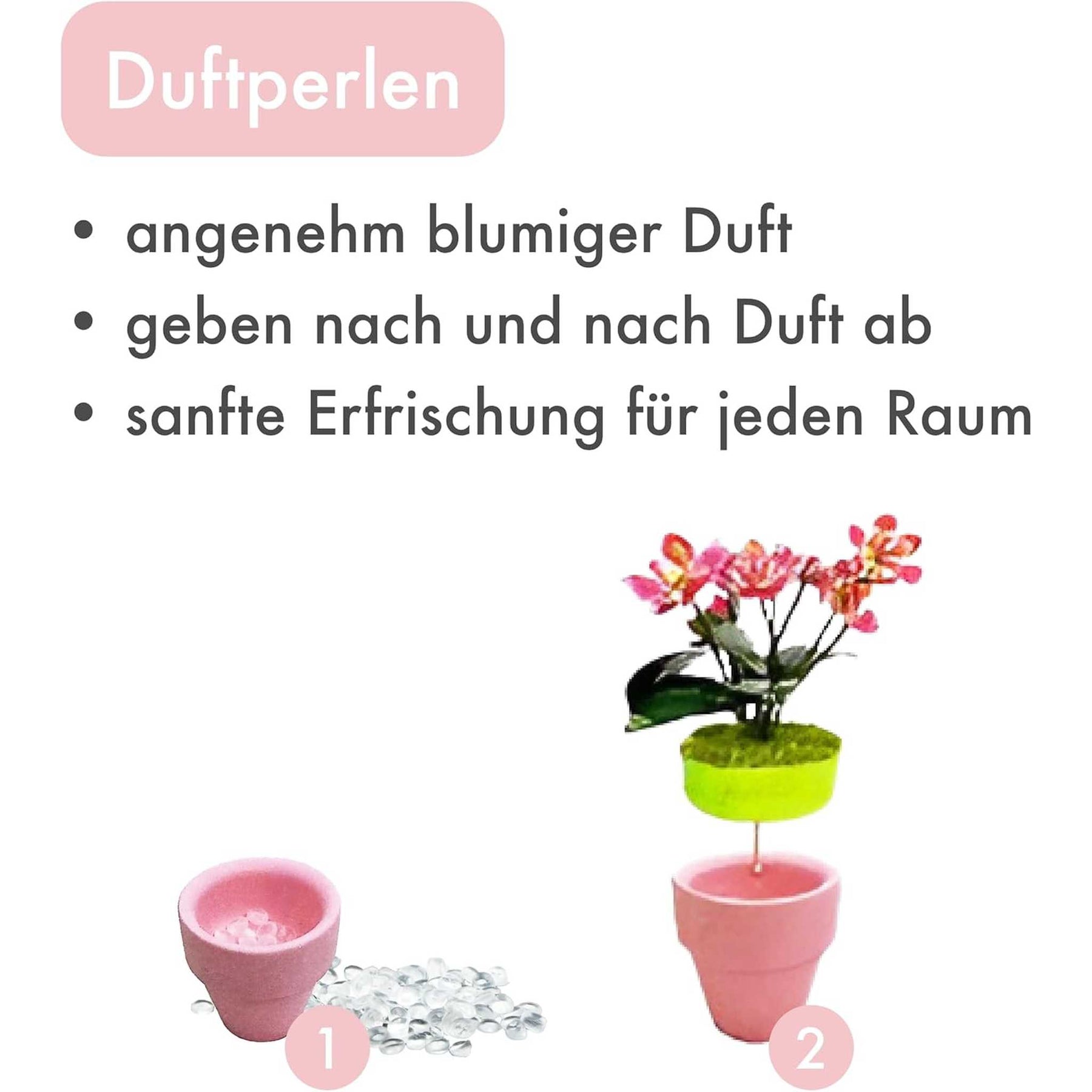 K20801 - Hortensien (Iron Star)