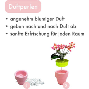 K20801 - Hortensien (Iron Star)