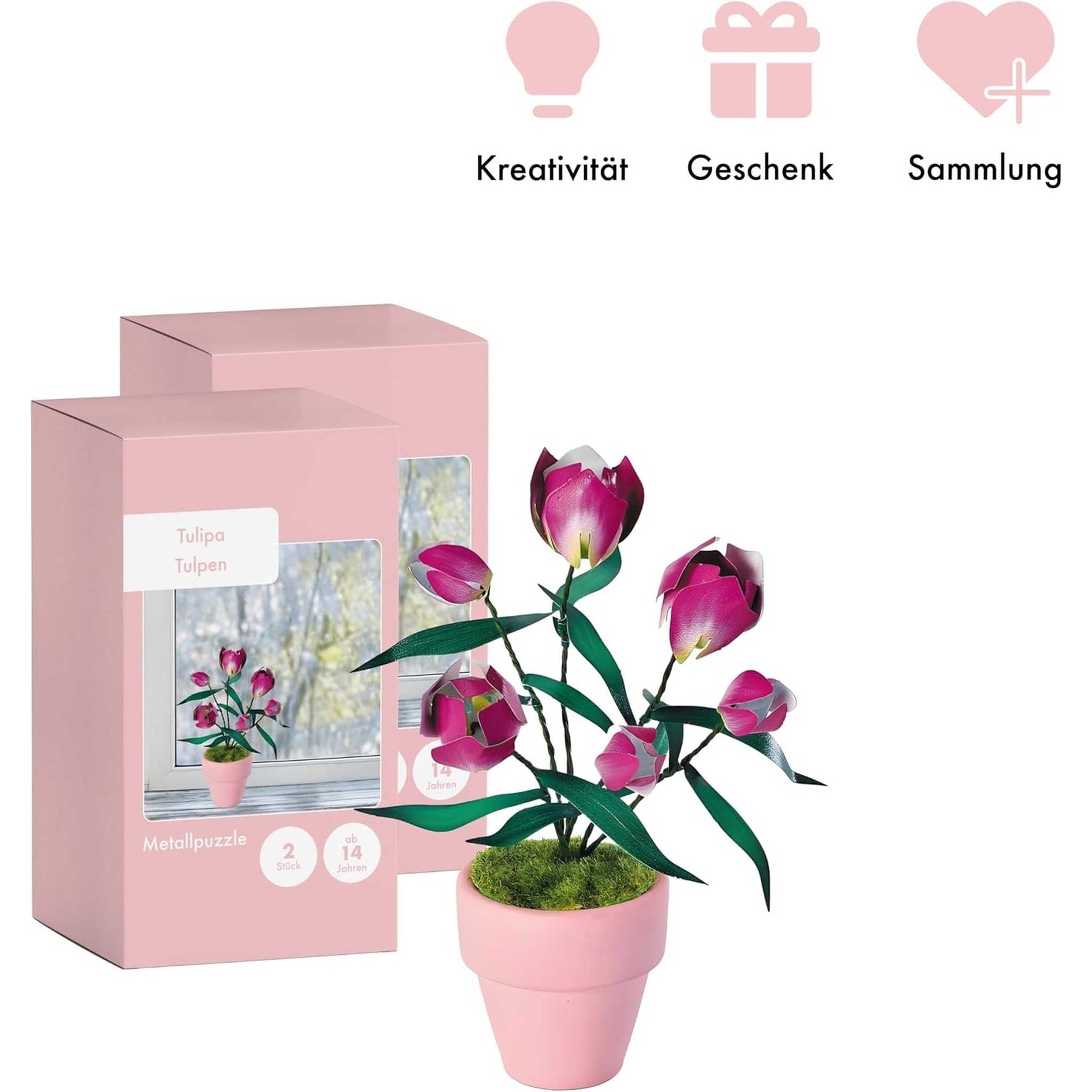 K20808 - Lila Tulpen (Iron Star)