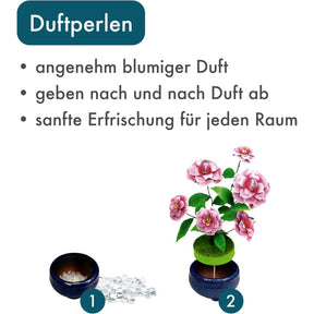 K31113 - Kamelien (Iron Star)