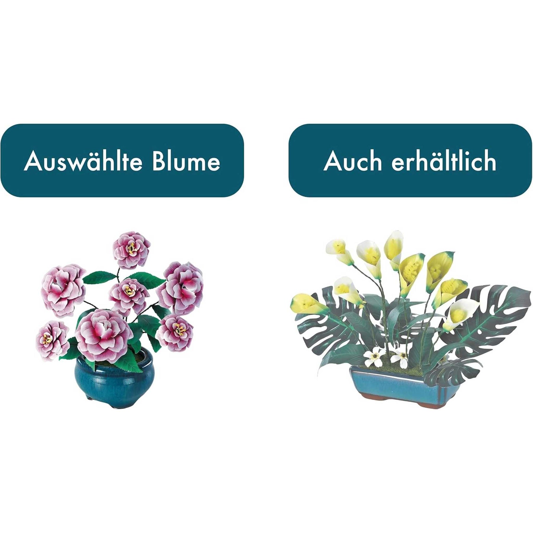 K31113 - Kamelien (Iron Star)